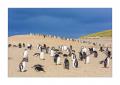 Eselspinguine am Strand #333273 Eselspinguine am Strand #333273