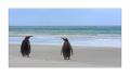 Eselspinguine am Strand #333293