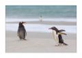 Eselspinguine am Strand #333304