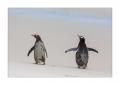 Eselspinguine am Strand #333311 Eselspinguine am Strand #333311