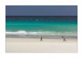 Eselspinguine am Strand #333320