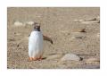 Eselspinguin 333238 Eselspinguin 333238