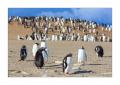 Eselspinguine #333241