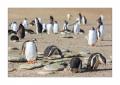 Eselspinguine #333242