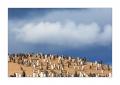 Eselspinguine #333243