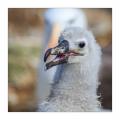Schwarzbrauenalbatrosse #333135