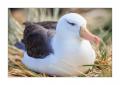 Schwarzbrauenalbatrosse #333137