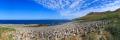 Schwarzbrauenalbatrosse Pano #333160