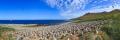 Schwarzbrauenalbatrosse Pano #333169