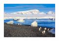 Adelie- und Eselspinguine #334059