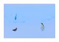 Kaiserpinguin #334535