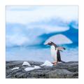 Eselspinguine #334993
