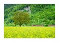 Rapsfeld mit Zug #S33898 Rapsfeld mit Zug #S33898