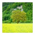 Rapsfeld mit Reiter #S33936 Rapsfeld mit Reiter #S33936
