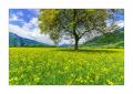Rapsfeld bei Malans #S33873