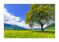 Rapsfeld bei Malans #S33874