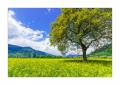 Rapsfeld bei Malans #S33875 Rapsfeld bei Malans #S33875