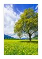 Rapsfeld bei Malans #S33881