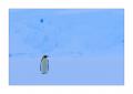 Kaiserpinguin #334523