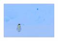 Kaiserpinguin #334531 Kaiserpinguin #334531