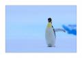 Kaiserpinguin #334600