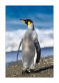 Koenigspinguin #333426
