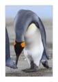 Koenigspinguin #333753