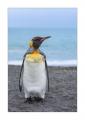 Koenigspinguin #333810