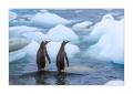 Eselspinguine #334987