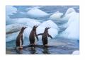 Eselspinguine #334988