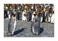 Koenigspinguine #333461
