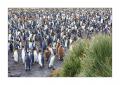 Koenigspinguine #333482