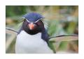 Felsenpinguin #333039
