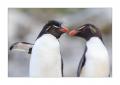 Eselspinguin #333068