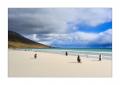 Eselspinguine am Strand #333260
