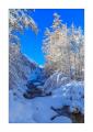 Winterwald #339033