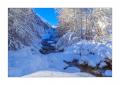 Winterwald #339035