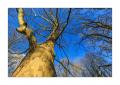 Baumstamm #330053