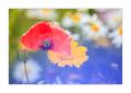 Blumenwiese #35865