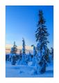 Winter in Lappland #30177