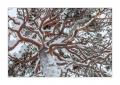 Winter in Lappland #36011 Winter in Lappland #36011