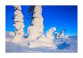 Winter in Lappland #36241