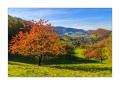 Grindel #37969