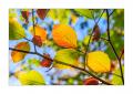 Herbstlaub #37869