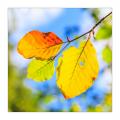 Herbstlaub #37873