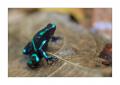 Pfeilgiftfrosch #37602