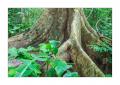 Nationalpark Quetzales #37622