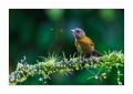 Vogel #36895