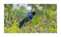 Vogel #37517 Vogel #37517