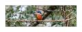 Eisvogel #37535 Eisvogel #37535